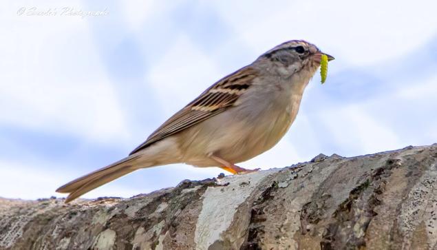 "This image beautifully captures a chipping sparrow perched gracefully on a large branch. The bird, with its elegant mix of brown and black streaks on its wings and head, holds a vibrant green caterpillar in its beak. Its light brown body stands out against a softly blurred backdrop of blue and white hues, lending the scene a tranquil yet dynamic quality. The snapshot highlights a natural moment of triumph, showcasing the sparrow's hunting prowess and the delicate interplay of life in the wild." - Copilot