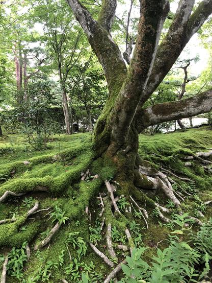 Gros plan d’un arbre très joyeux. On voit de nombreuses racines et beaucoup de mousse 
