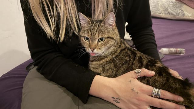 Une chatte tigrée qui tire la langue, sur les genoux d’une jeune femme qui a la main tatouée 