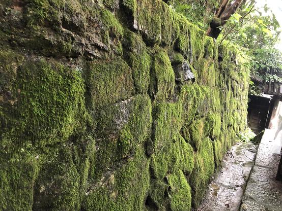 An old wall made of big stones covered with thick moss