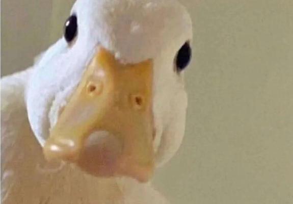 Une oie en gros plan qui regarde la caméra