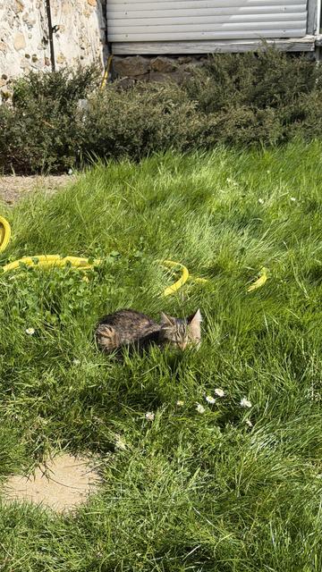 Un petit chat tigré, allongé dans l’herbe assez haute, en train de dormir. Il y a un tuyau d’arrosage jaune derrière.