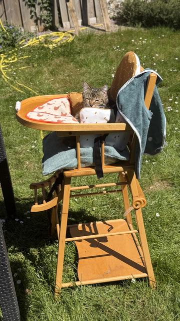 Un chat tigré dans une chaise bébé tranquillement assis 

A tabby cat in a baby chair sitting quietly